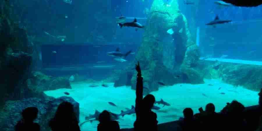 AQUARIUM BIARRITZ 3