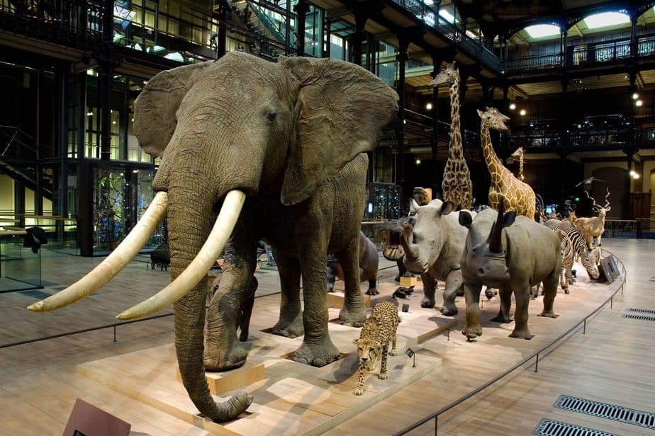 JARDIN DES PLANTES & GRANDE GALERIE DE L’EVOLUTION 4